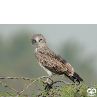 گونه عقاب مارخور Short-toed Eagle